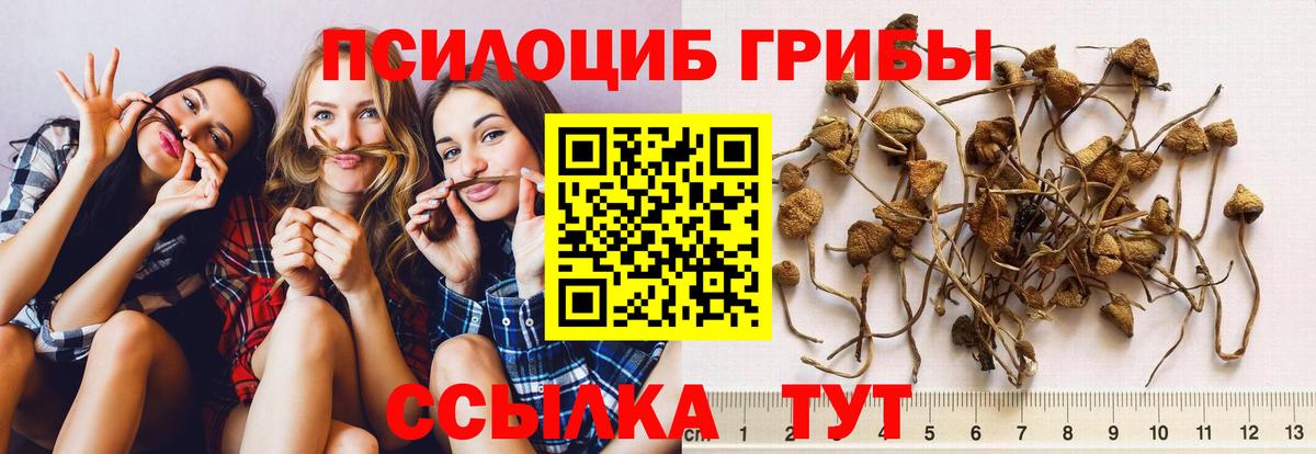 Галлюциногенные грибы Psilocybe Качканар